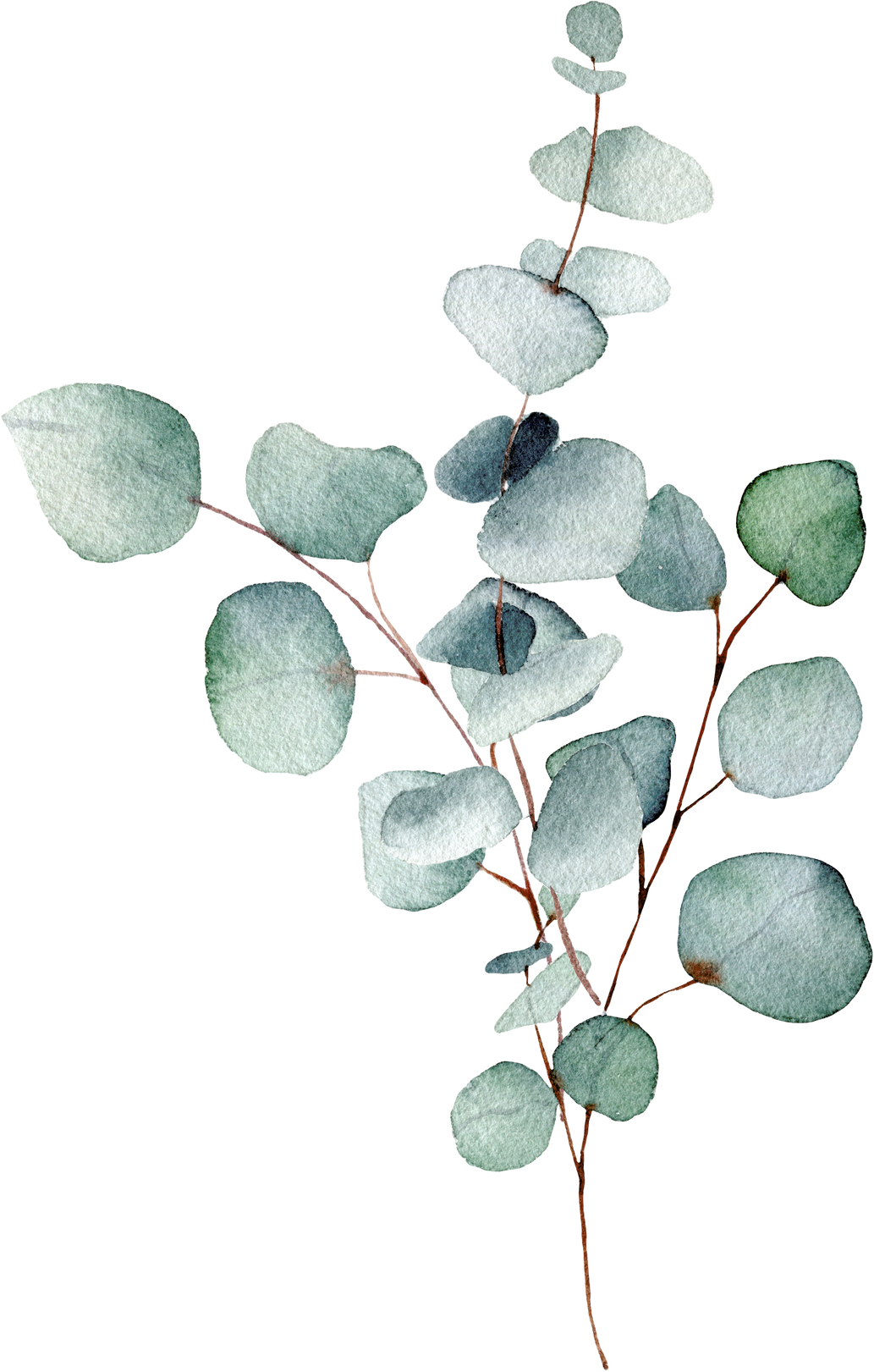 eucalyptus leaf